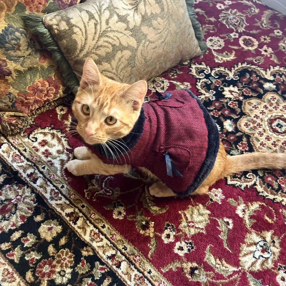 Stylish Red Cat Sweater
